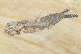 Small Cretaceous Fossil Fish - Lebanon (Back In Stock) - Photo 2